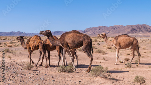 Dromedare in der Wüste; Marokko
