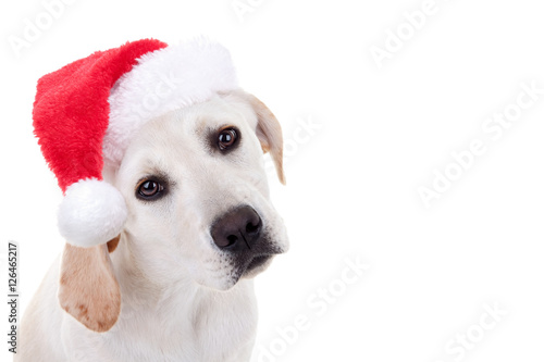 Christmas pet animal Labrador puppy dog wearing Xmas Santa hat with white space © Stephanie Zieber