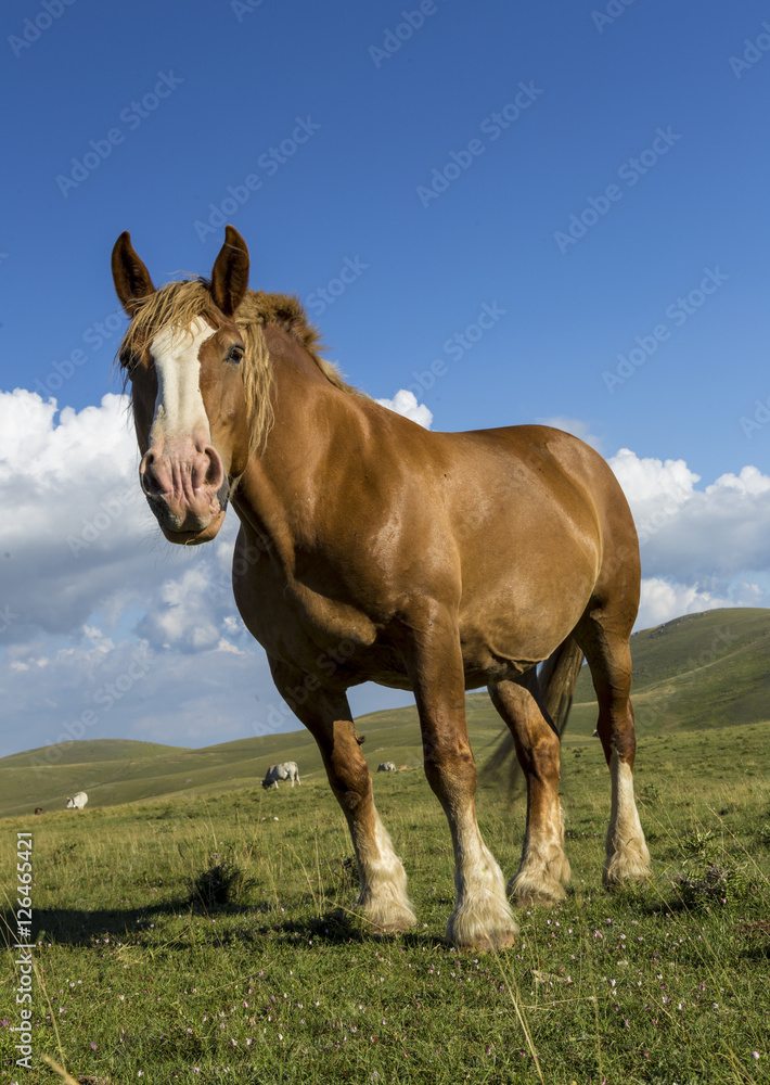 Obraz premium Beautiful brown horse in poses under a cloudy sky