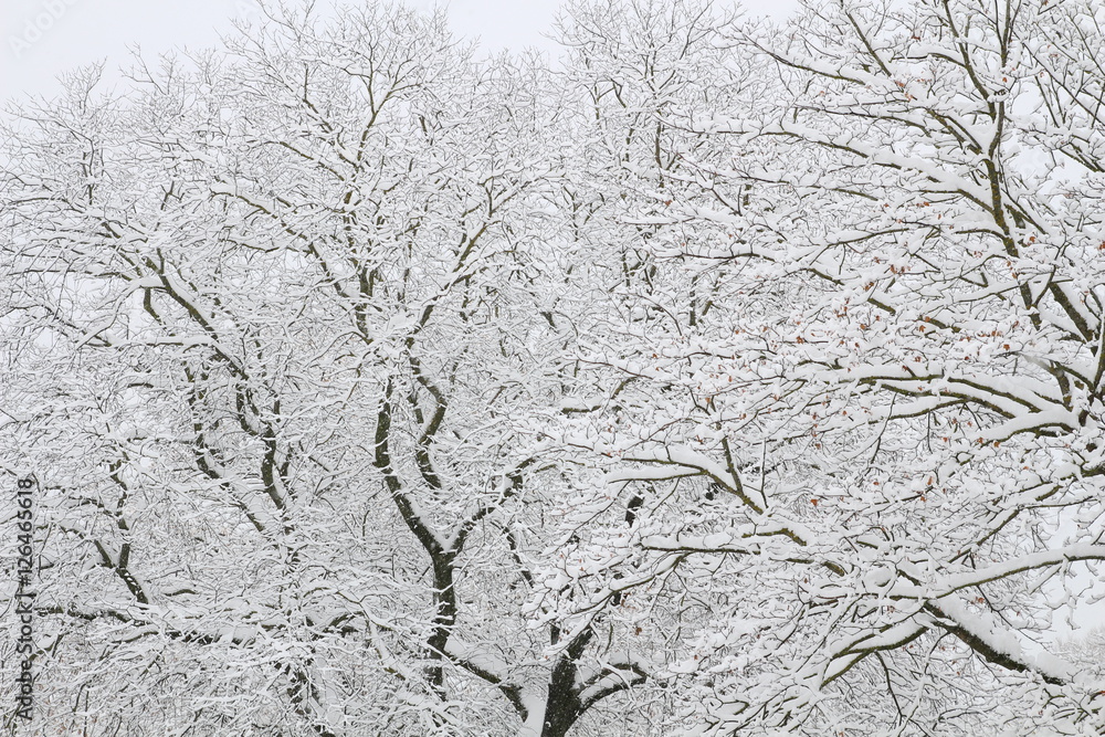 Winter background. Winter trees on snow Winter background. Winter trees on snow