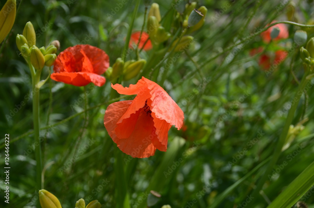 Fototapeta premium Die Mohn Blume