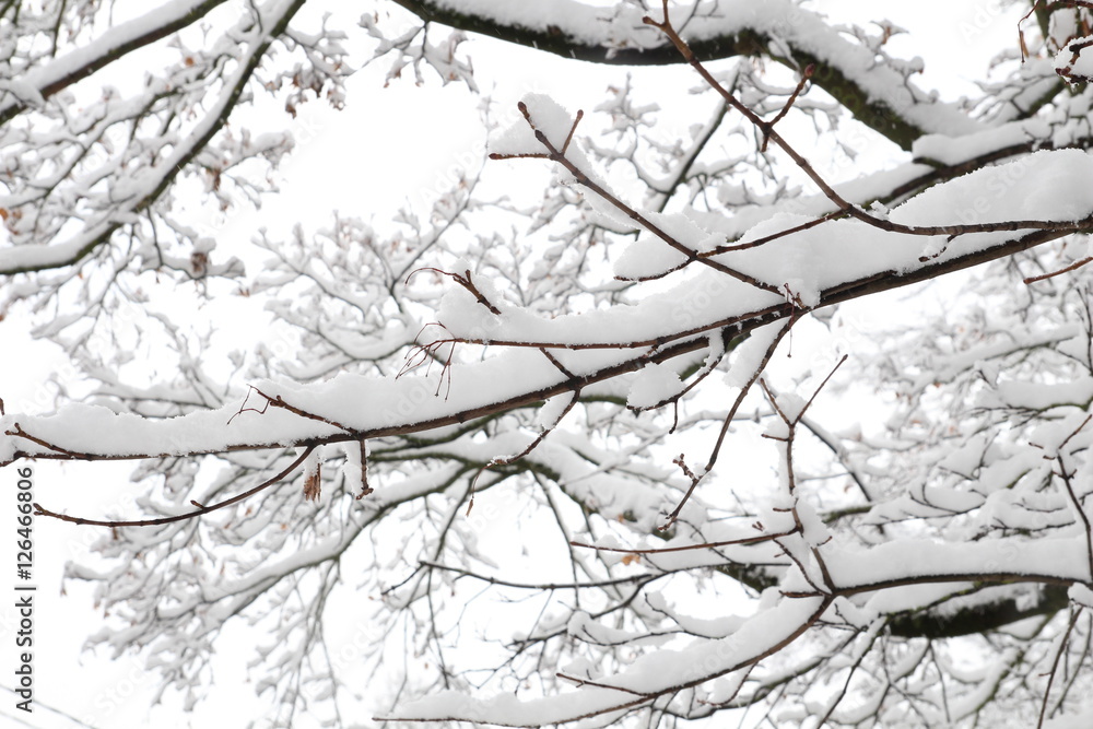 Winter background. Winter trees on snow Winter background. Winter trees on snow