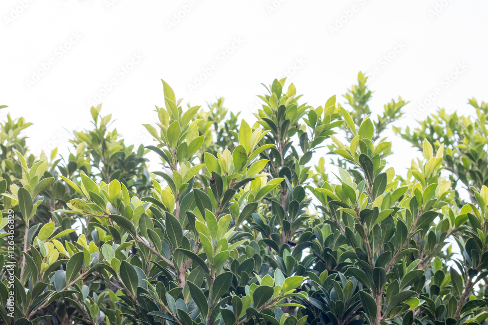 group of green leaf and sky,cloud and blue sky,green leaf from garden,green leaf make oxygen,copy space. group of green leaf and sky,cloud and blue sky,green leaf from garden,green leaf make oxygen,copy space.