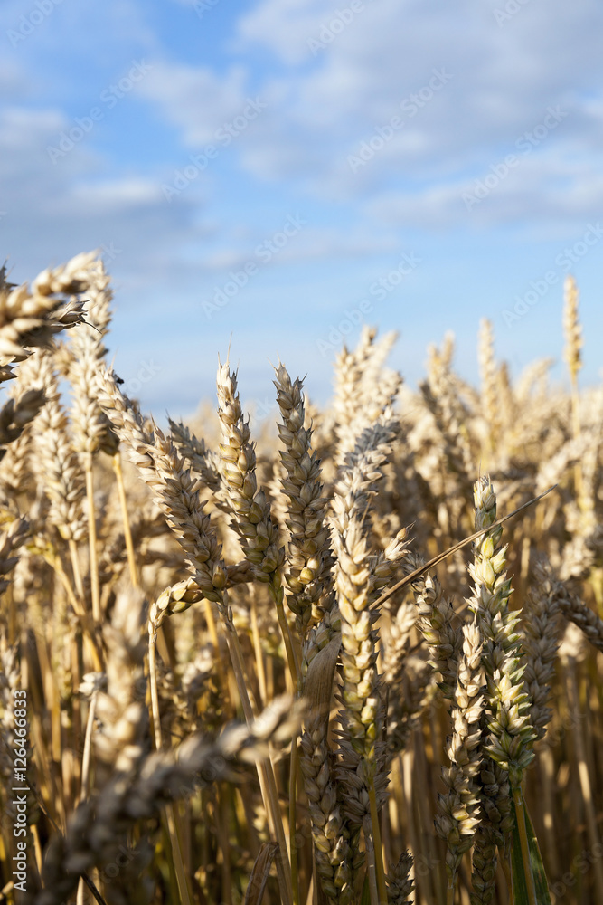 agricultural field with cereal agricultural field with cereal