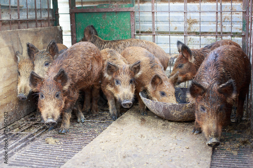 Giant forest hog or wild pig photo