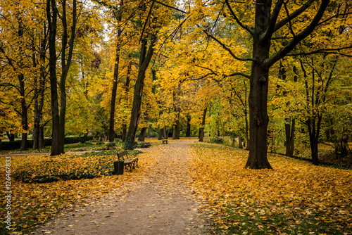 warm peaceful day in the autumn park