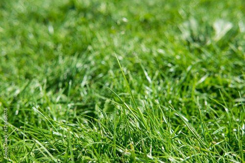 Grass texture background