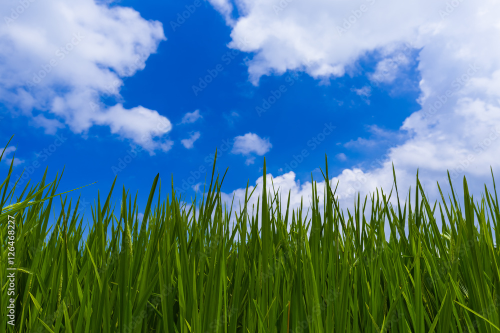 Obraz premium Grass and cloudy sky