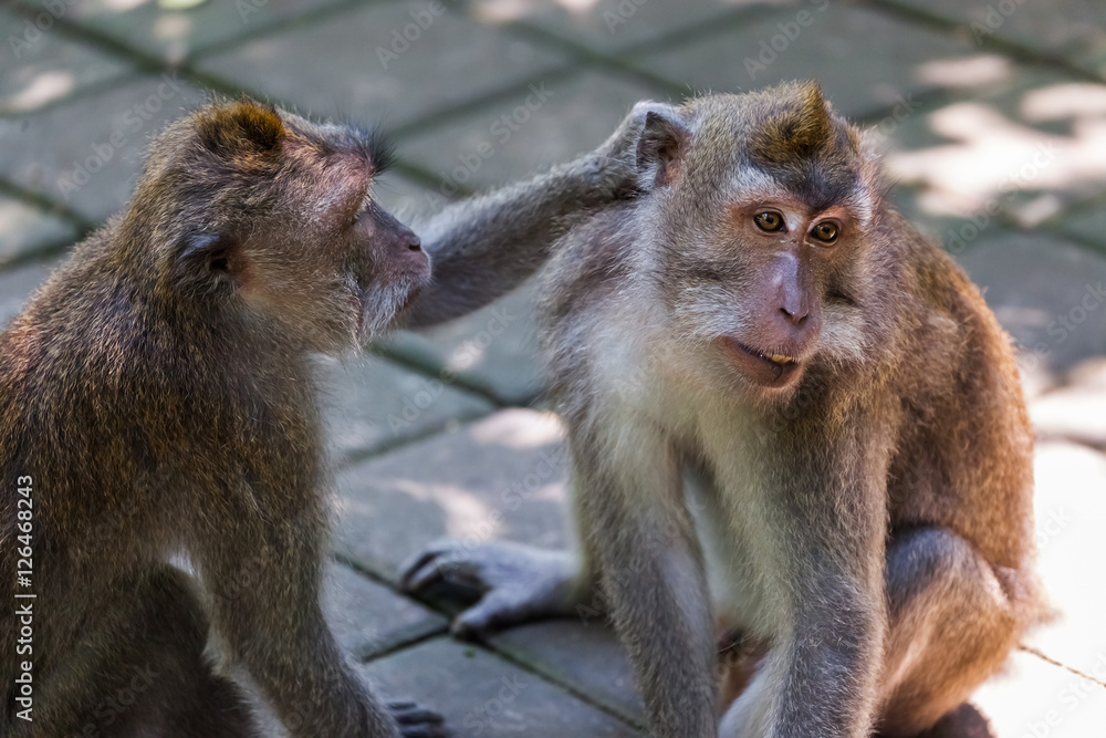Monkey in forest park in Ubud - Bali Indonesia Monkey in forest park in Ubud - Bali Indonesia