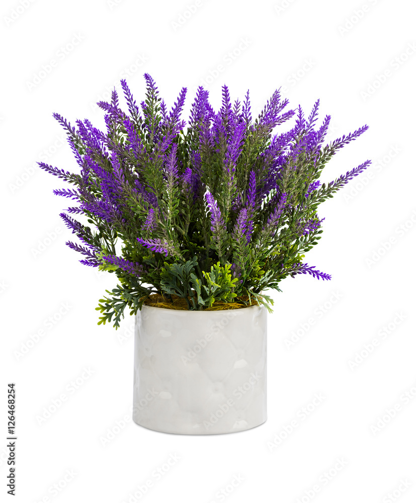 Lavender in vase