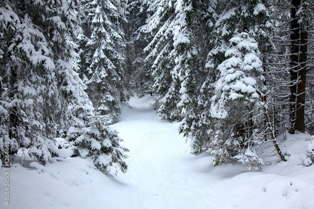Winter mountain forest. Fir branches covered with snow
