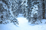 Winter mountain forest. Fir branches covered snow. Cold toning. Snowfall