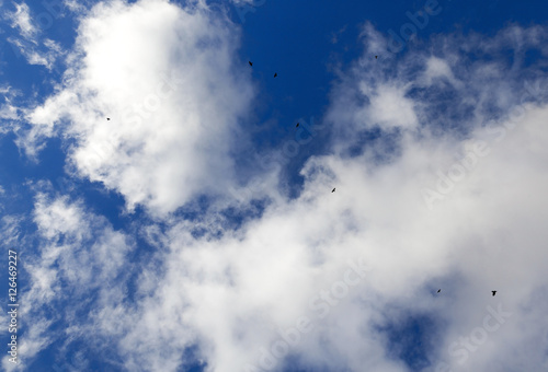 birds flying in the sky