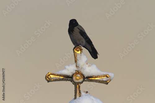 crow sitting on a golden cross