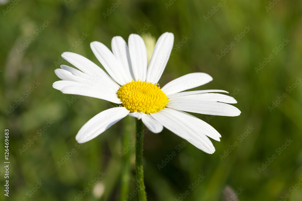 Fototapeta premium camomile flower close-up