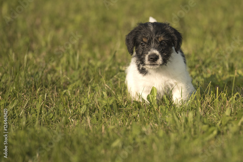 Little puppy running over a green meadow - jack russell - 7,5 weeks old