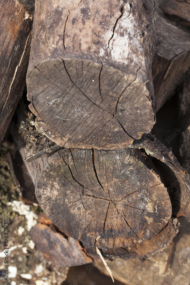 destroyed a tree, close-up