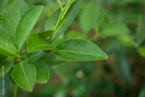 Wallpaper Mural kaffir Lime Leaf Torontodigital.ca