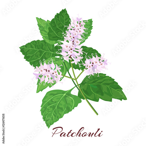 Fotografie patchouli. blossoming  flowers and leaves. isolated