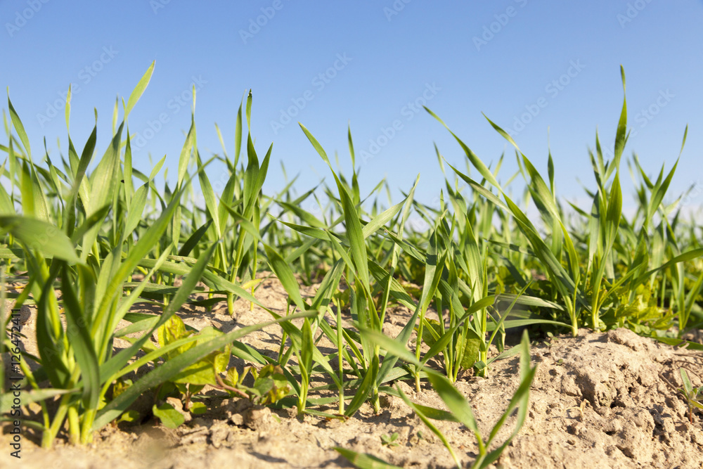 Obraz premium Field with cereal