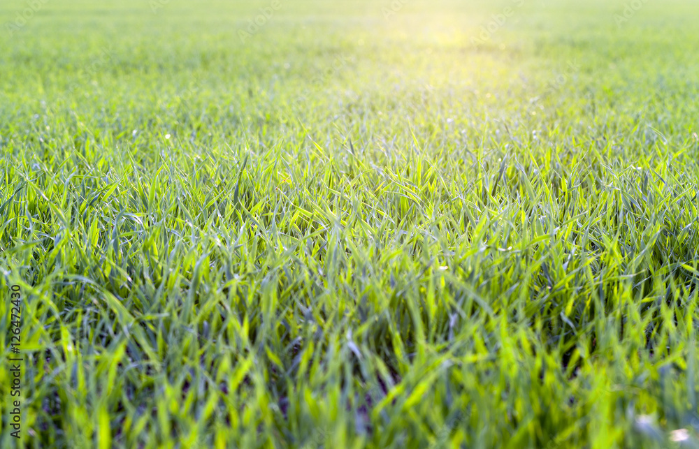 Field with cereal