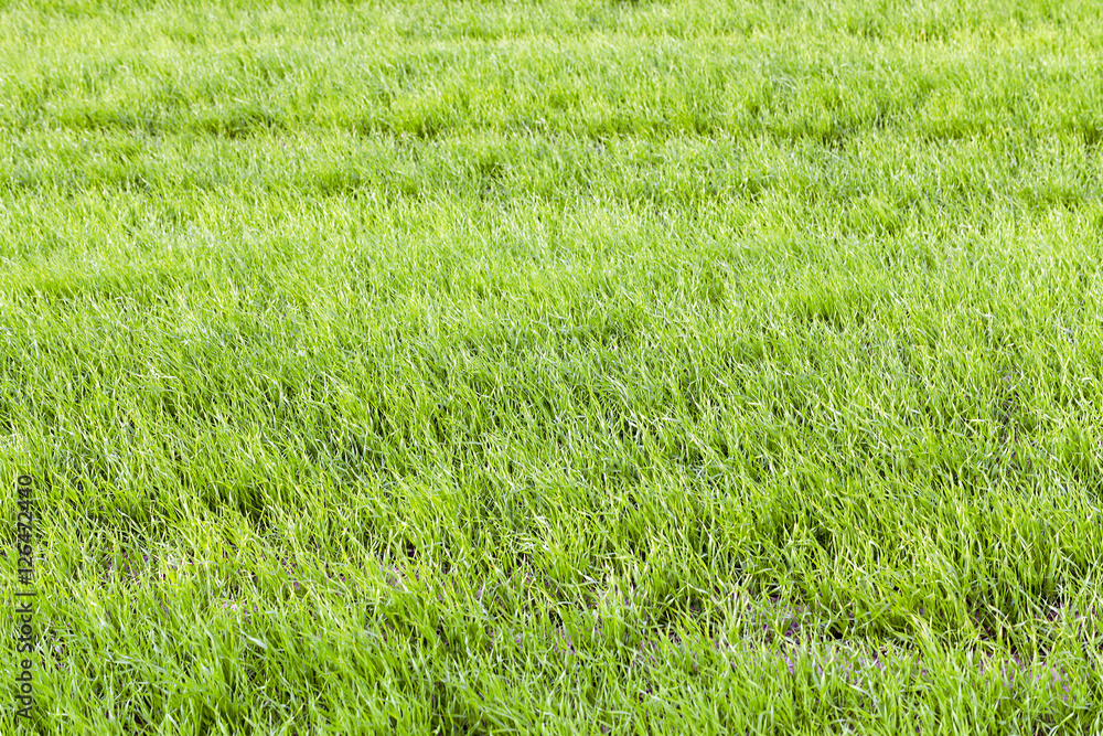 Field with cereal Field with cereal