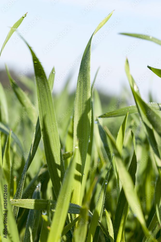 Fototapeta premium Field with cereal