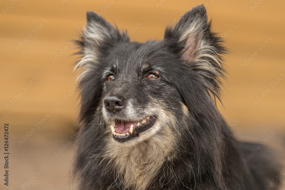 dunkler Islandhund liegend - Portrait Outdoor dunkler Islandhund liegend - Portrait Outdoor