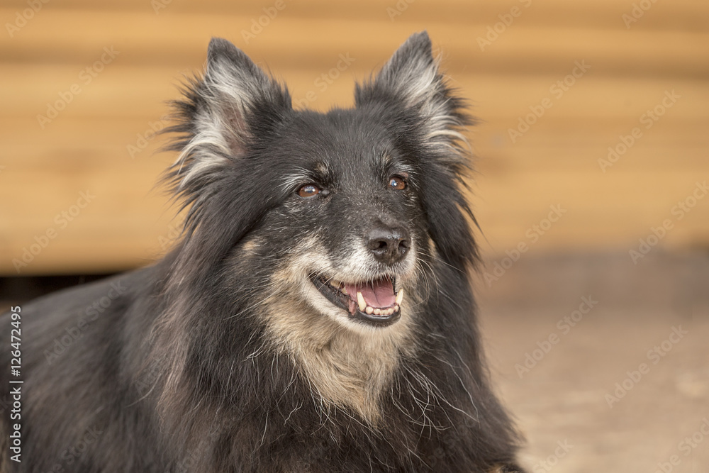 dunkler Islandhund liegend - Portrait Outdoor