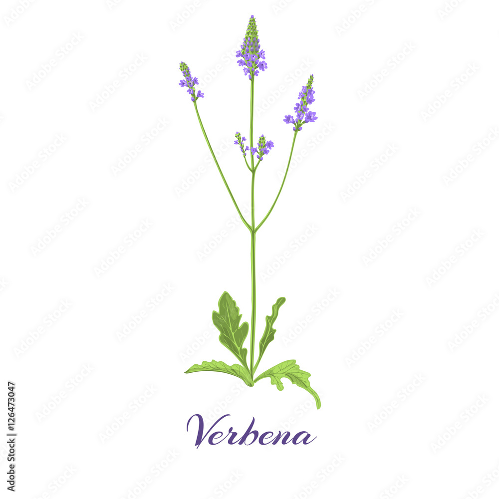 Fototapeta premium Flowering verbena. Vector illustration
