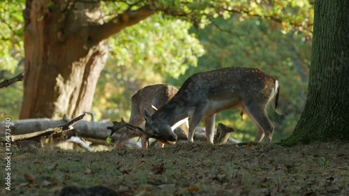 Fallow Deer bucks (Dama dama) fighting or sparring in an autumn or fall woodland during the rutting season