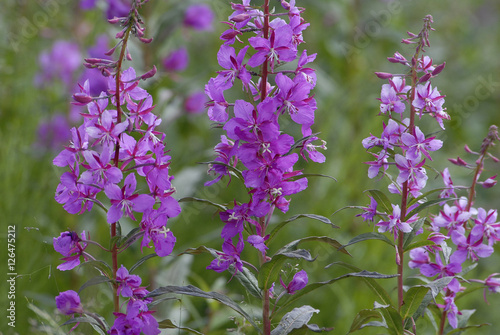 Fireweed in Denali Park  Alaska