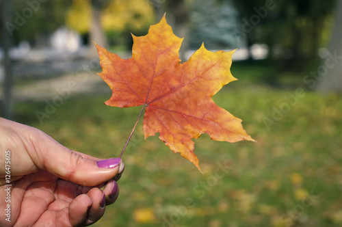 The girl in the hands holding an autumn maple leaf
