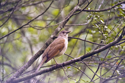 Pale-breasted thrush in the forest