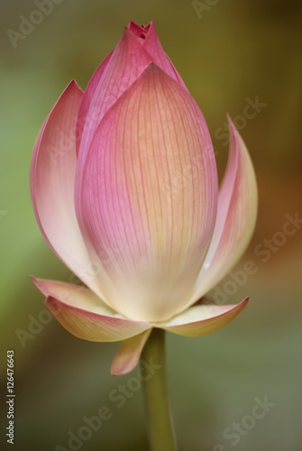 Soft focus of beautiful lily flower bud