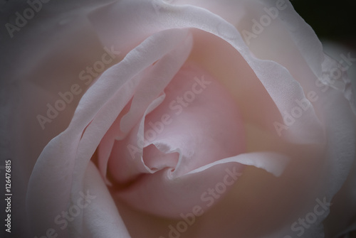 Obraz na plátne The Perfect Pink Rose