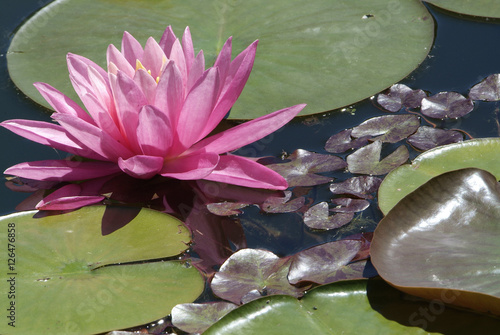 Fotografie Water Lilies