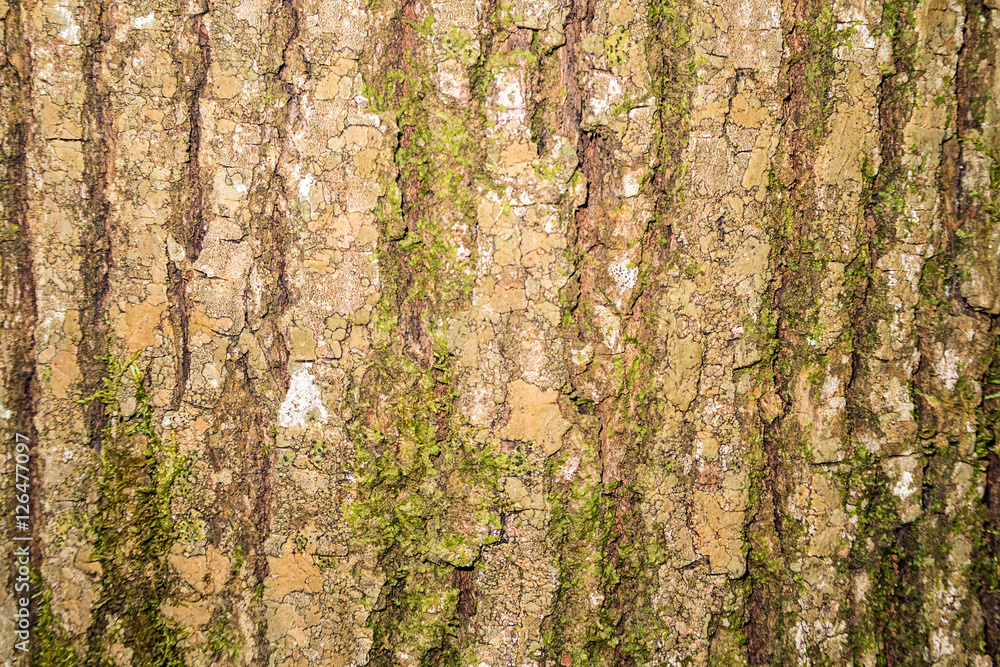 Obraz premium Texture bark of tree with moss