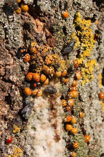 Harmonia axyridis ash tree sap. photo