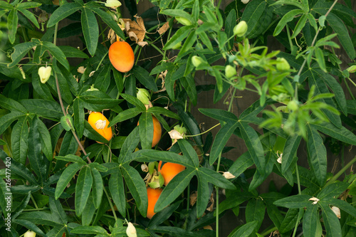 Passiflora caerulea orange fruit hanging on a vine