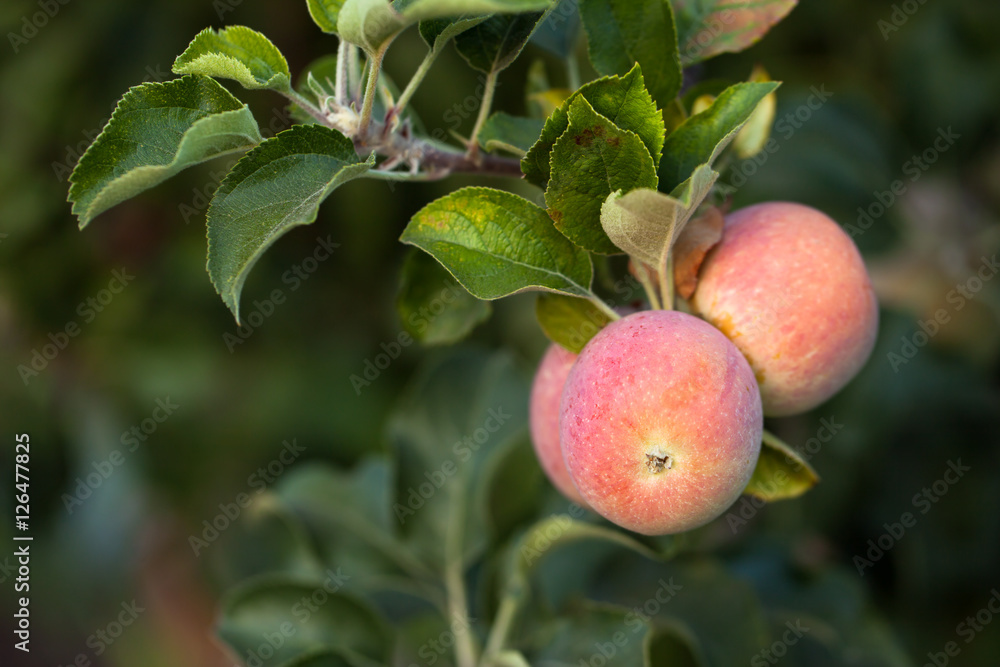 Ripe apples hanging on a tree Ripe apples hanging on a tree