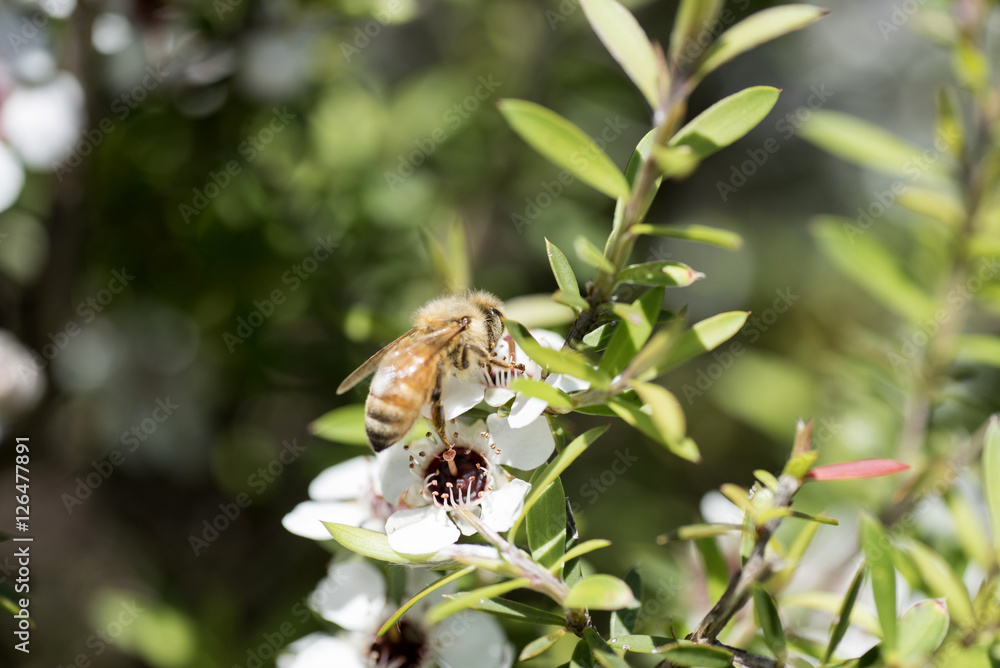 New Zealand Manuka flowers and a bee New Zealand Manuka flowers and a bee