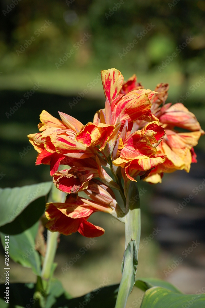 Canna Canna