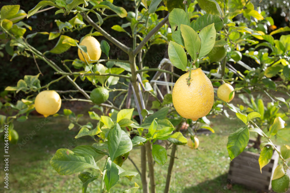 Yellow and beautiful lemons hanging on a tree