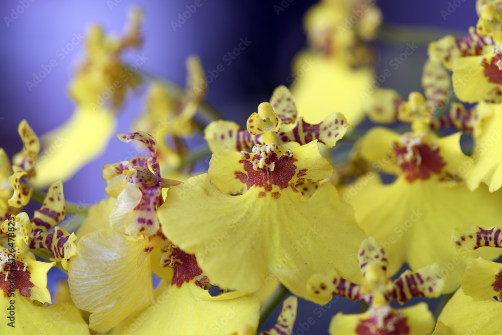 Orchid species of the genus Oncidium Orchid species of the genus Oncidium
