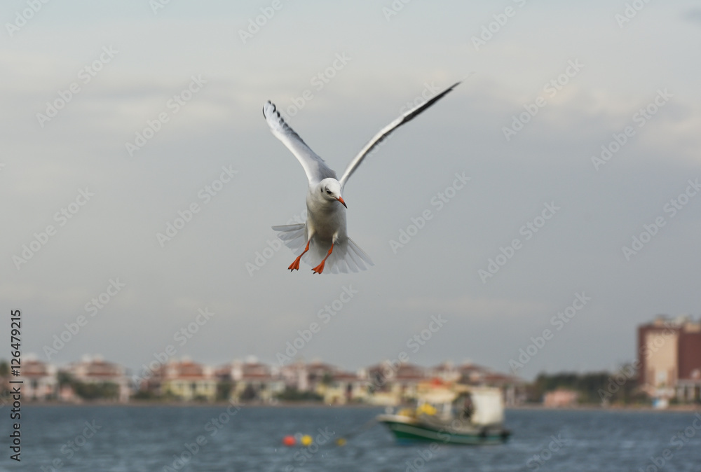 Seagull flying with open wings on the sea. Seagull flying with open wings on the sea.