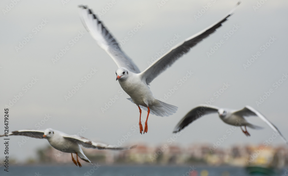 Obraz premium Seagulls flying with open wings in blue sky.