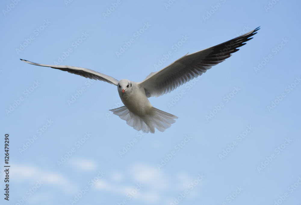 Seagull flying with open wings in blue sky. Seagull flying with open wings in blue sky.