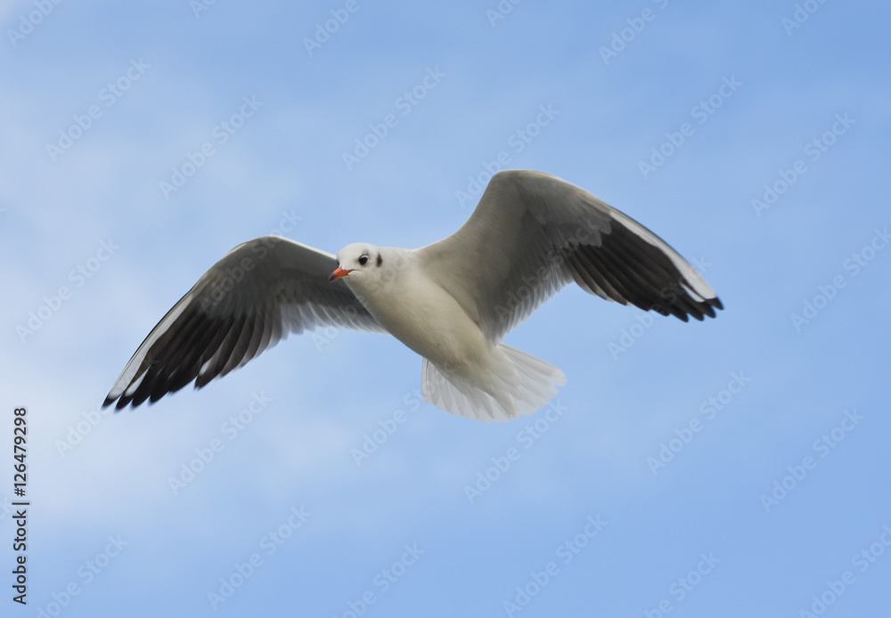 Obraz premium Seagull flying with open wings in blue sky.
