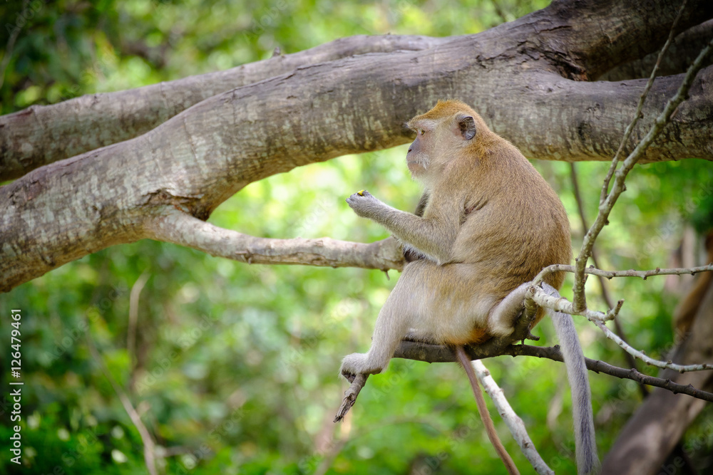 Monkeys Monkeys